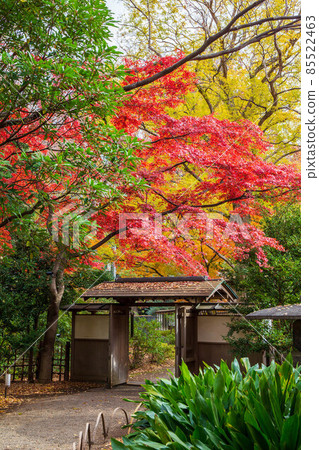 東京六義園的秋葉 85522463