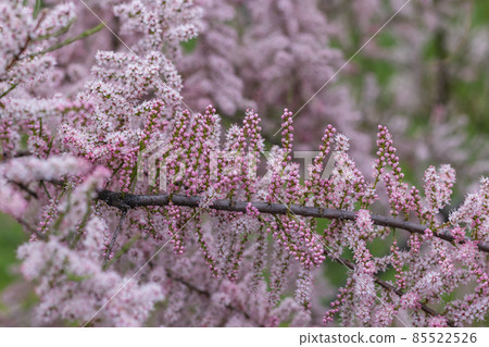 Blooming of green Tamarisk or salt cedar with pink flowers Blooming of green Tamarisk or salt cedar with pink flowers 85522526