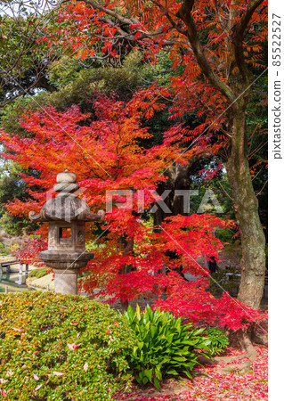 Autumn leaves in Tokyo Rikugien Garden Autumn leaves in Tokyo Rikugien Garden 85522527