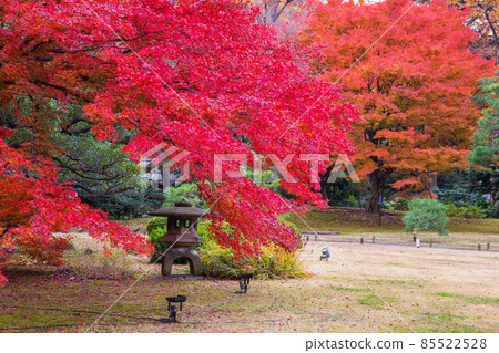Autumn leaves in Tokyo Rikugien Garden Autumn leaves in Tokyo Rikugien Garden 85522528