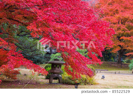 Autumn leaves in Tokyo Rikugien Garden Autumn leaves in Tokyo Rikugien Garden 85522529