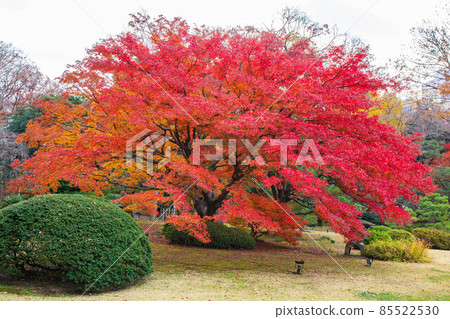 Autumn leaves in Tokyo Rikugien Garden 85522530