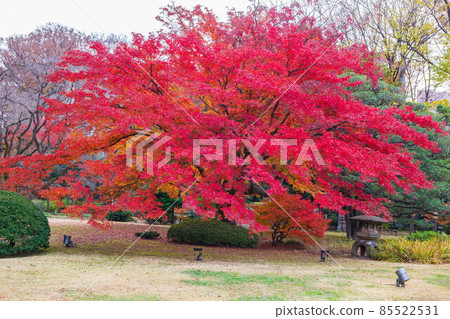 Autumn leaves in Tokyo Rikugien Garden Autumn leaves in Tokyo Rikugien Garden 85522531