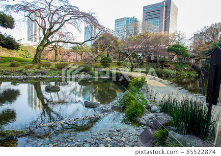 Park Koishikawa Korakuen in Tokyo ( Bynkyo city) - pond , bridge and sakura tree( withouts blossoms) Park Koishikawa Korakuen in Tokyo ( Bynkyo city) - pond , bridge and sakura tree( withouts blossoms) 85522874