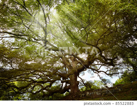 Sun rays through branches of old tree Sun rays through branches of old tree 85522883
