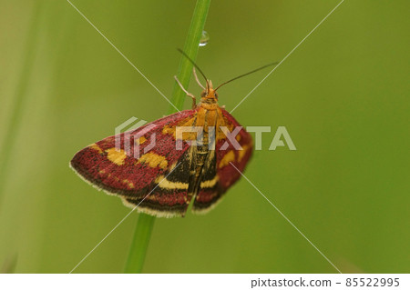 Close up of a common purple and gold moth, Pyrausta purpuralis Close up of a common purple and gold moth, Pyrausta purpuralis 85522995