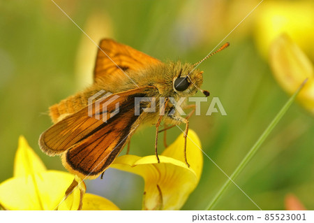 Lateral closeup of the large skipper, Ochlodes sylvanus on the yellow flowers of it's host plant bird's-foot trefoil clover , Lotus corniculatus 85523001