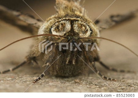 Frontal close up of the spectacle, Abrostola tripartita 85523003