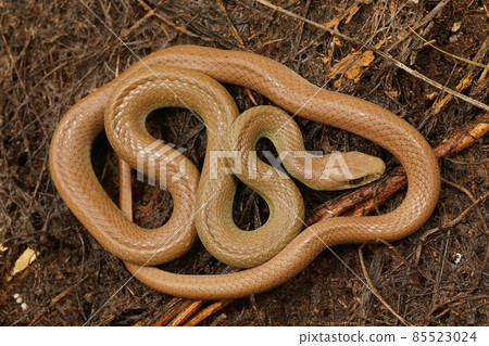 Closeup on an overwintering, pale colored and curled up Western Yellow-bellied Racer, Coluber constrictor mormon in North California Closeup on an overwintering, pale colored and curled up Western Yellow-bellied Racer, Coluber constrictor mormon in North California 85523024
