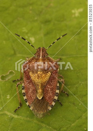 Closeup of a the sloe bug, Dolycoris baccarum on a green leaf Closeup of a the sloe bug, Dolycoris baccarum on a green leaf 85523035