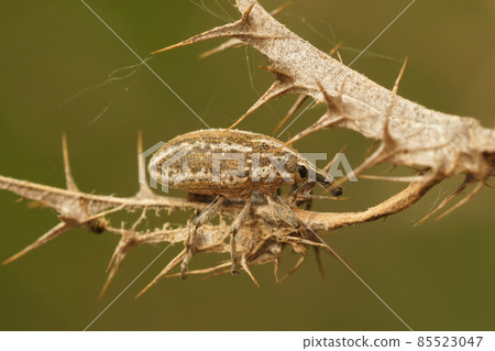 Closeup on a well camouflaged weevil, Larinus rusus, hiding among the spines of a dried and curled thistle Closeup on a well camouflaged weevil, Larinus rusus, hiding among the spines of a dried and curled thistle 85523047