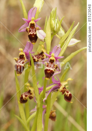 Closeup of a full plant of the woodcock bee orchid in a grassland in Gard, France Closeup of a full plant of the woodcock bee orchid in a grassland in Gard, France 85523048