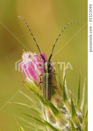 Vertical closeup on a thistle loving longhorn beetle, Agapanthia cardui in the Gard, France Vertical closeup on a thistle loving longhorn beetle, Agapanthia cardui in the Gard, France 85523049
