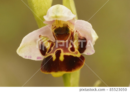Closeup on the pink flower of the woodcock bee orchid, Ophrys scolopax in a meadwon in Gard, France Closeup on the pink flower of the woodcock bee orchid, Ophrys scolopax in a meadwon in Gard, France 85523050