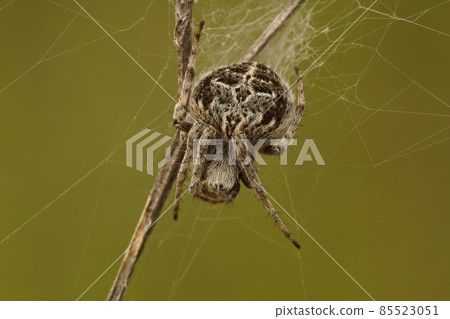 Closeup on the hairy Gorse orbweaver, Agalenatea redii, in it's web against a green background Closeup on the hairy Gorse orbweaver, Agalenatea redii, in it's web against a green background 85523051
