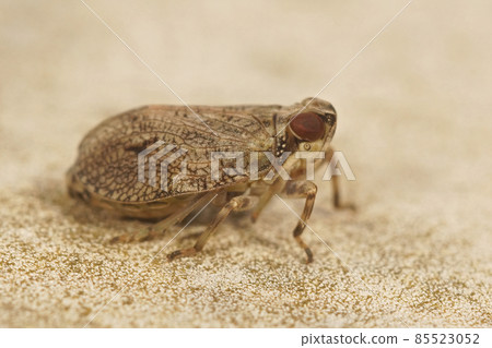 Detailed closeup on a very small Issid planthopper, Issidae species from the Gard, France 85523052