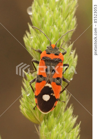Vertical closeup of the beautiful black and red buf , Lygaeus equestris from the Gard, France Vertical closeup of the beautiful black and red buf , Lygaeus equestris from the Gard, France 85523053