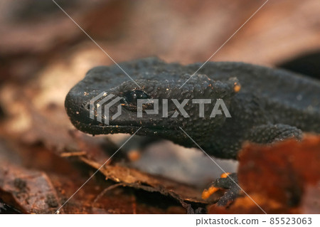 Closeup of the endangered Mangshan Crocodile Newt, Tylototriton lizhengchangi 85523063