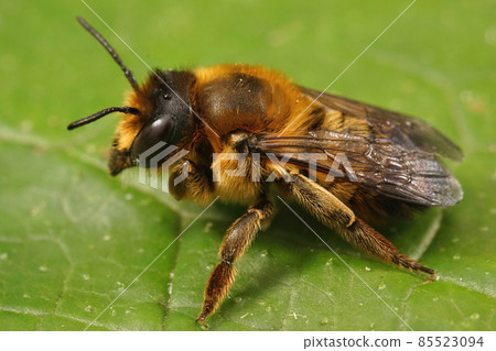 Closeup on a female Willughby's Leafcutter Bee, Megachile willughbiella 85523094