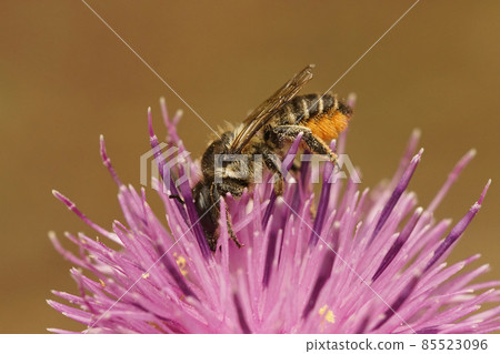 Closeup on a leafcutter bee, Megachile, sipping nectar from purple knapweed 85523096
