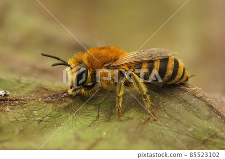 Closeup on a female of the bare-saddled colletes similis bee Closeup on a female of the bare-saddled colletes similis bee 85523102