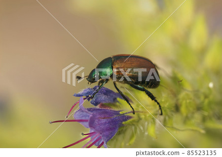 Closeup on Dune chafer beetle, Anomala dubia on Echium vulgare Closeup on Dune chafer beetle, Anomala dubia on Echium vulgare 85523135