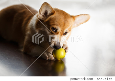 Funny red-white corgi eats a green apple on floor at home. The dog gnaws Funny red-white corgi eats a green apple on floor at home. The dog gnaws 85523136