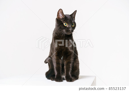 A beautiful slender black cat sits on a white cube on a white background A beautiful slender black cat sits on a white cube on a white background 85523137