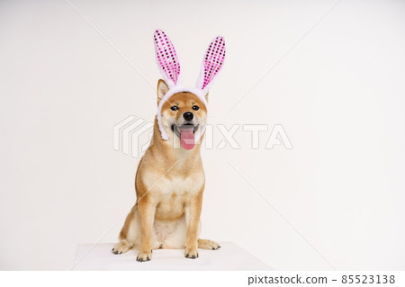 Happy purebred shiba inu dog, dressed in a costume with bunny ears to celebrate Happy purebred shiba inu dog, dressed in a costume with bunny ears to celebrate 85523138