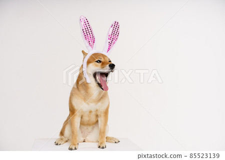 Happy purebred shiba inu dog, dressed in a costume with bunny ears to celebrate Happy purebred shiba inu dog, dressed in a costume with bunny ears to celebrate 85523139