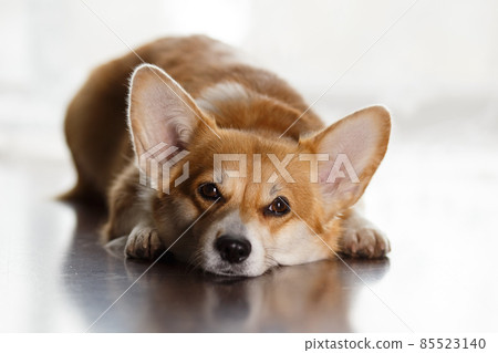 Furry friend. Beautiful corgi dog lying on floor and looking to side, against 85523140