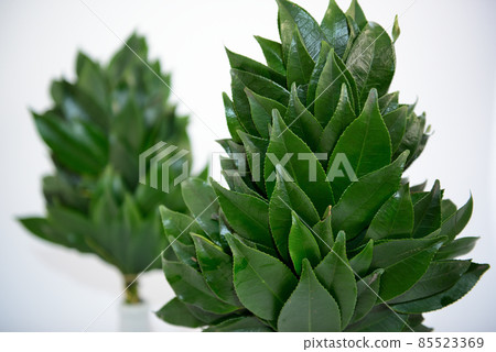 供奉在 Kamidana 的 Sakaki 供奉在 Kamidana 的 Sakaki 85523369