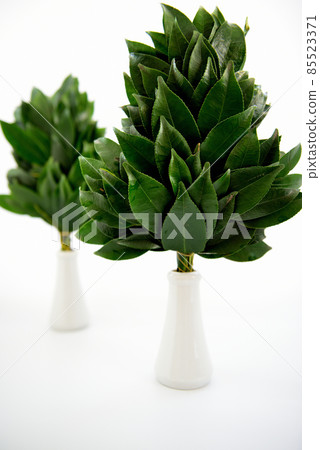 供奉在 Kamidana 的 Sakaki 供奉在 Kamidana 的 Sakaki 85523371