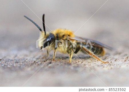 Lateral closeup of a male of the early or orange tailed mining bee, Andrena haemorrhoa 85523502