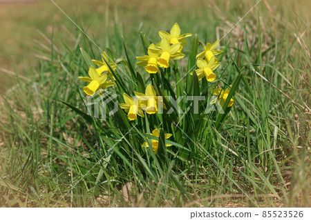Close up of full yellow poet's daffodil, poet's narcissus, nargis, pheasant's eye, findern flower, pinkster lily , Narcissus peticus flowering in the wild 85523526