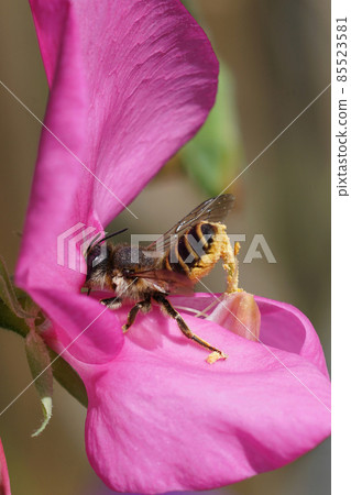A female of the banded mud bee, Megachile ericetorum sipping nectar, while simultaneously collecting pollen from seat pee , Lathyrus odoratus A female of the banded mud bee, Megachile ericetorum sipping nectar, while simultaneously collecting pollen from seat pee , Lathyrus odoratus 85523581