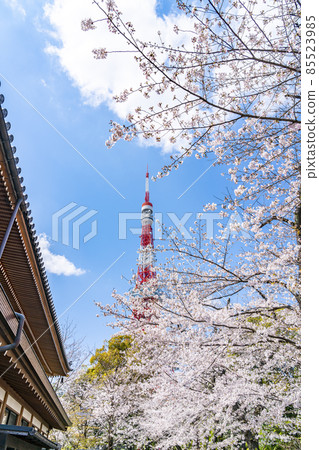 [Tokyo] Tokyo Tower and cherry blossoms in full bloom seen from the precincts of Zojoji Temple 85523985