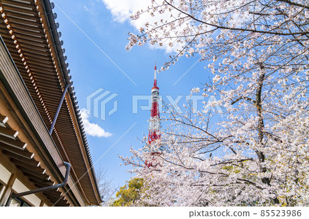 [Tokyo] Tokyo Tower and cherry blossoms in full bloom seen from the precincts of Zojoji Temple 85523986