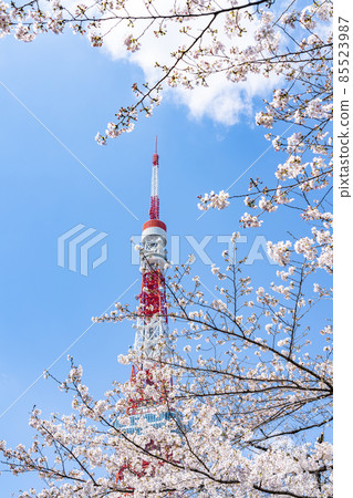 [Tokyo] Tokyo Tower towering over the blue sky in spring and cherry blossoms in full bloom 85523987