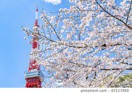 [Tokyo] Tokyo Tower towering over the blue sky in spring and cherry blossoms in full bloom 85523988