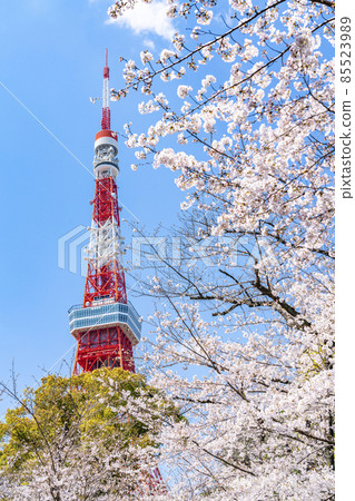 [Tokyo] Tokyo Tower towering over the blue sky in spring and cherry blossoms in full bloom 85523989