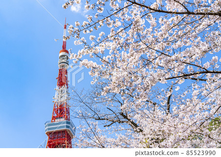 [Tokyo] Tokyo Tower towering over the blue sky in spring and cherry blossoms in full bloom 85523990