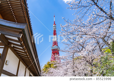 [Tokyo] Tokyo Tower and cherry blossoms in full bloom seen from the precincts of Zojoji Temple 85523996