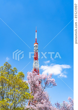 [Tokyo] Tokyo Tower and cherry blossoms towering over the blue sky in spring 85523997