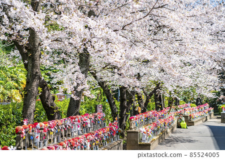 [Tokyo] The cherry blossoms that bloomed with the 1000 Kosodate Jizoson of Zojoji Temple 85524005