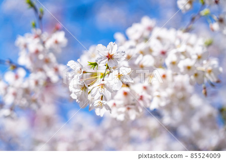 Up of Yoshino cherry tree in full bloom 85524009