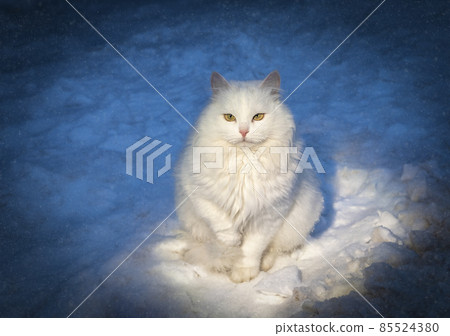 White fluffy cat sits in the evening on the snow in a beam of light 85524380