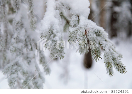 Large fir trees in a snowy forest. White fluffy snow on the branches of trees Large fir trees in a snowy forest. White fluffy snow on the branches of trees 85524391