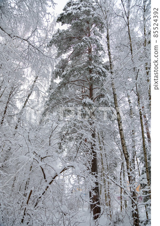 Large fir trees in a snowy forest. White fluffy snow on the branches of trees 85524392