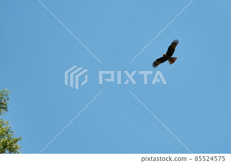 Silhouette Steppe eagle flying under the bright sun and cloudy sky in summer. 85524575